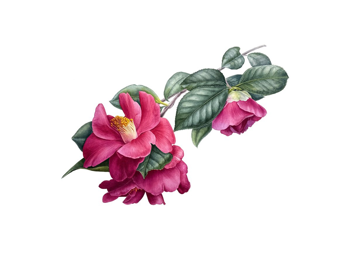 Photorealistic Watercolour , Camellia Painting By Yuliia Prokopchuk, 22 X 17, Artwork For Sale On Artfinder