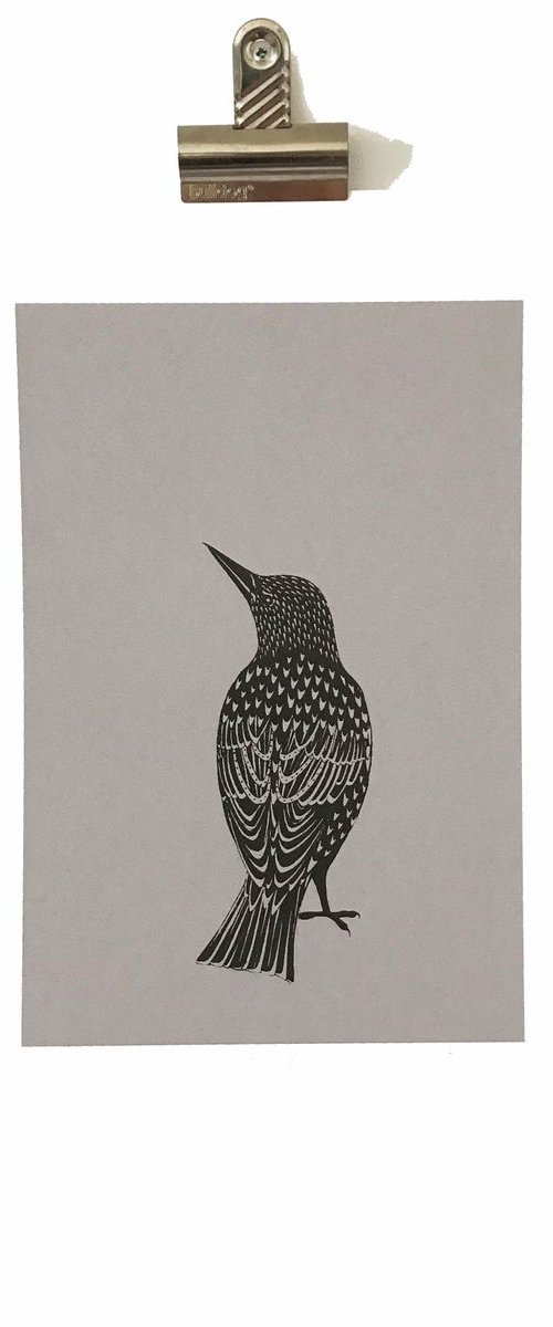 Starling by Kath Edwards