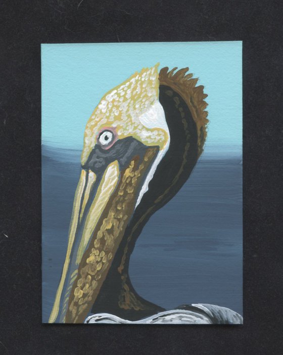 Brown Pelican