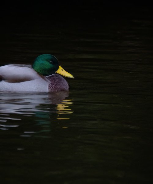 Mallard Duck by Paul Nash