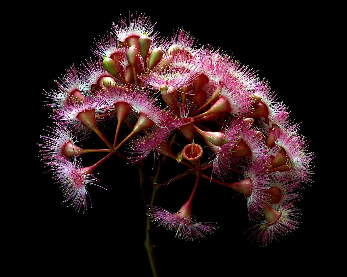 Botanical Photograph By Nadia Culph, 30 X 24", Summer Beauty Blossoms, Original Artwork