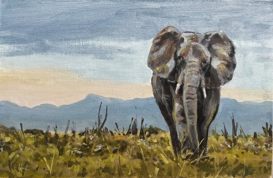 Elephant