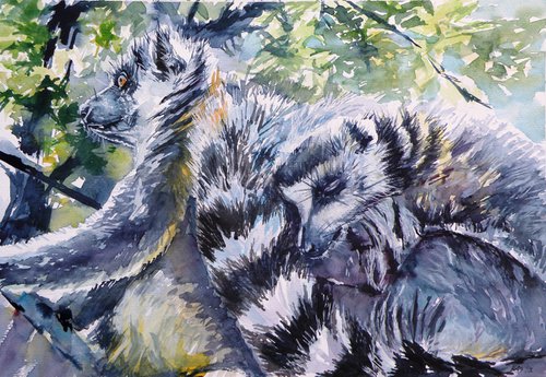 Ring tailed lemur by Kovács Anna Brigitta