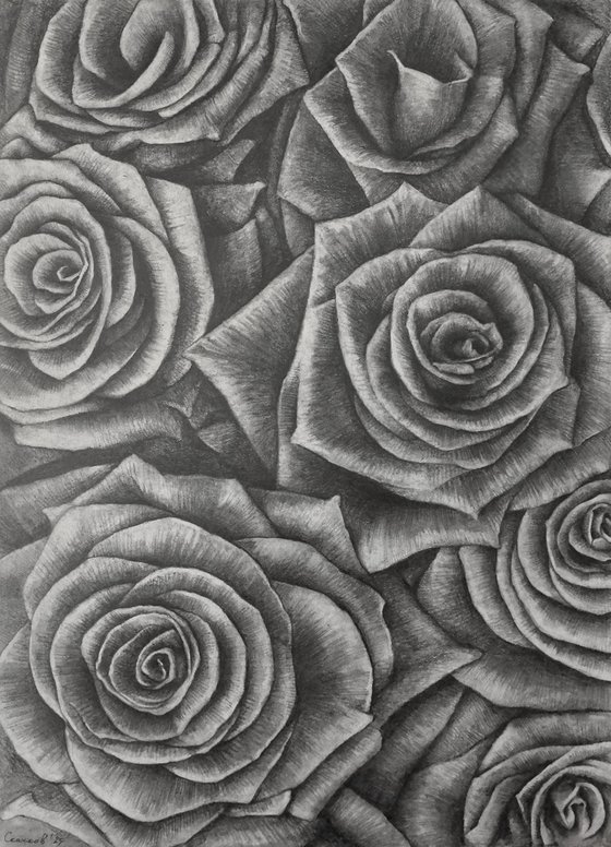 Roses. Sheet 02. Graphite Flowers Series