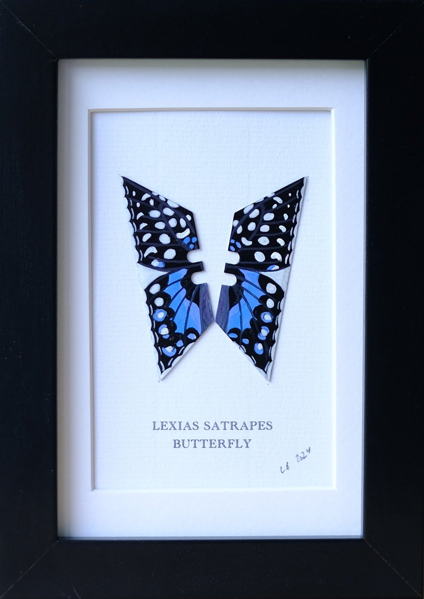 Lexias Satrapes butterfly by Lene Bladbjerg