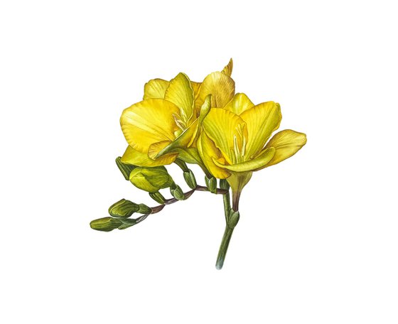 Yellow freesia watercolor flowers