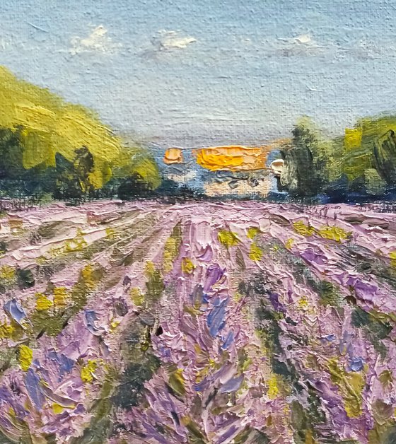 Impression. Lavender fields