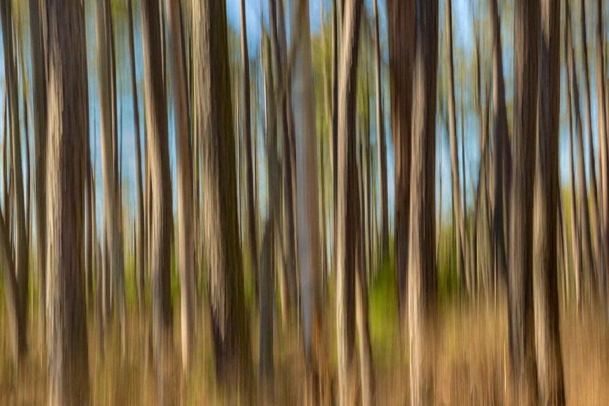 Dreaming Woods by David DesRochers