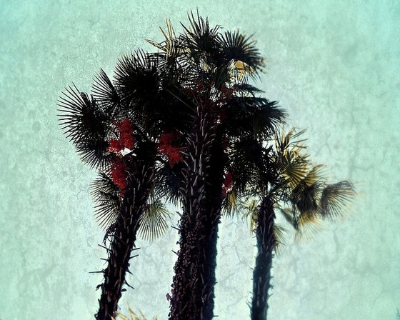 Palms in bloom