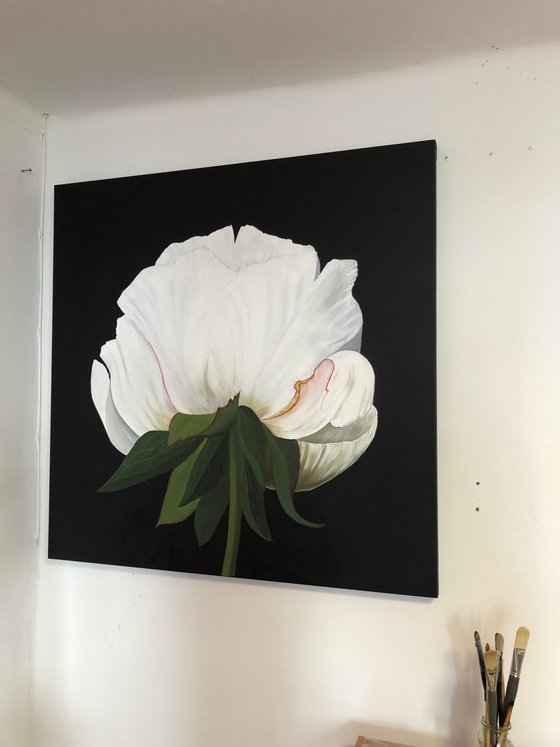 White Peony on black