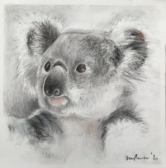 Charcoal  Koala #03