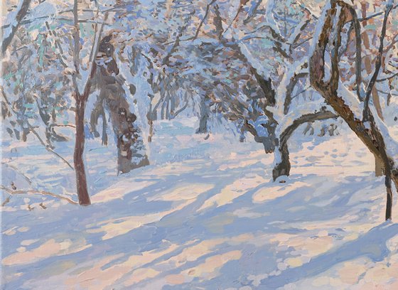 Apple Trees Covered in Snow