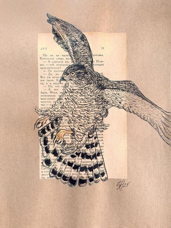 Hawk