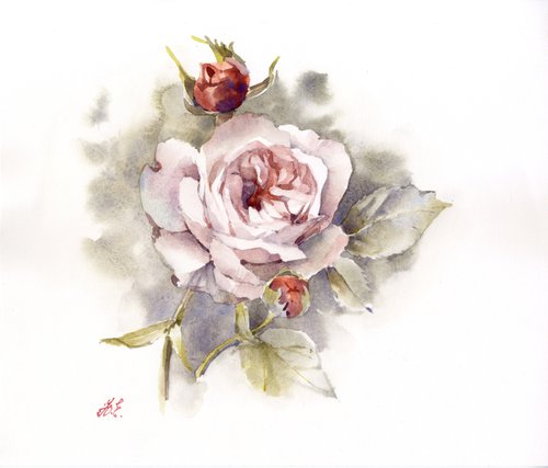 Rose in vintage style, watercolor painting by Yulia Evsyukova