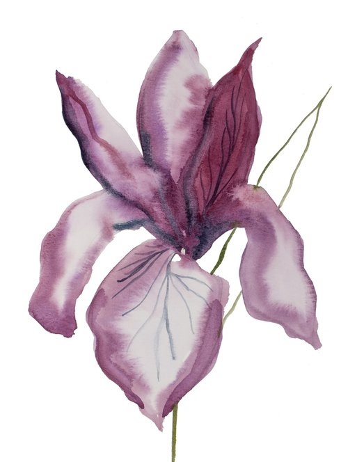 Iris No. 188 by Elizabeth Becker