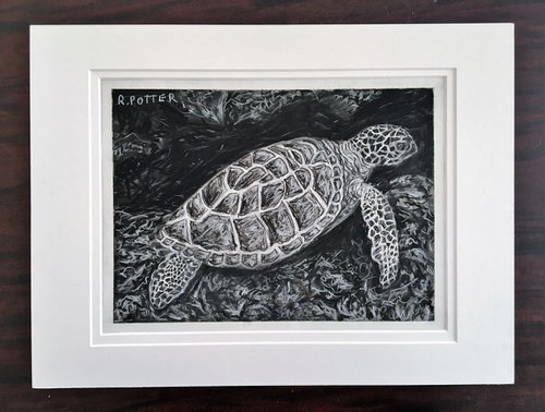 The Turtle Searches by Robbie Potter