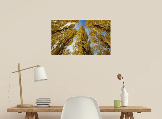 Golden leafed poplars