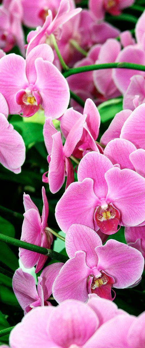 PRETTY IN PINK ORCHIDS Landers CA by William Dey