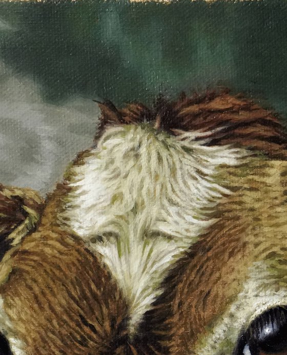 Portrait of a Calf