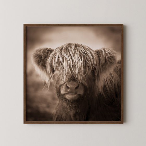 Scottish Highland Cow