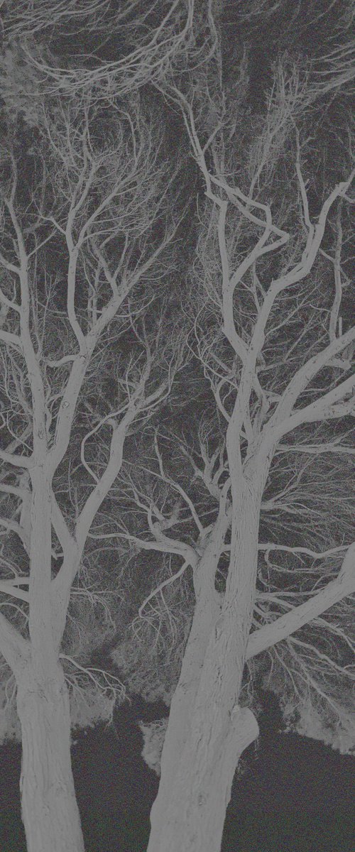 ABC#199 thought pine cage #3 by Mattia Paoli