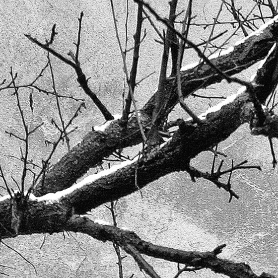 Wintering cats