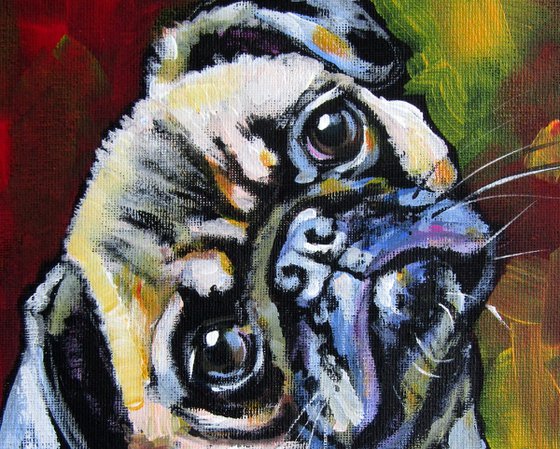 Cute pug