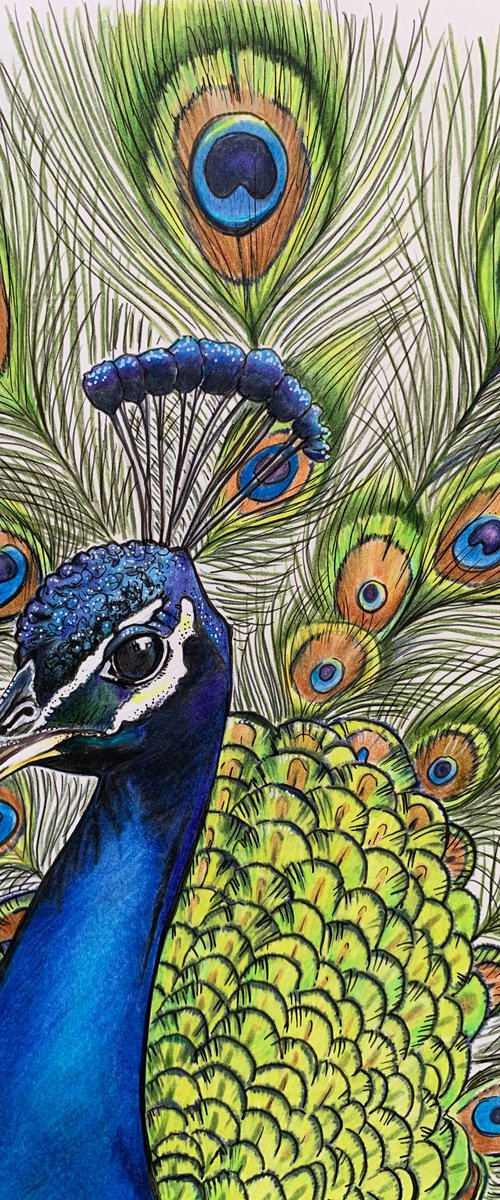 Peacock by Karen Elaine  Evans