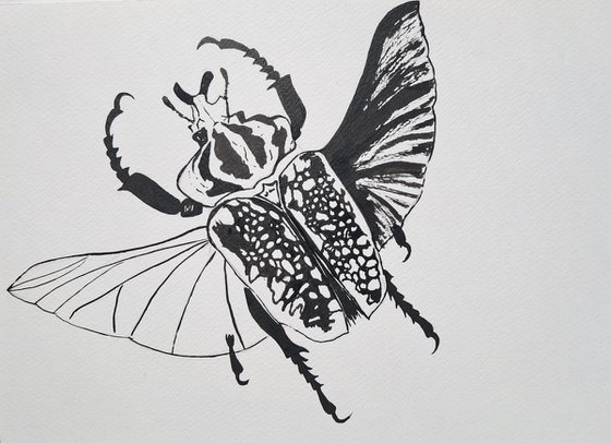 Goliath beetle. Insects wings. Ink. Pancil. Mixed-media