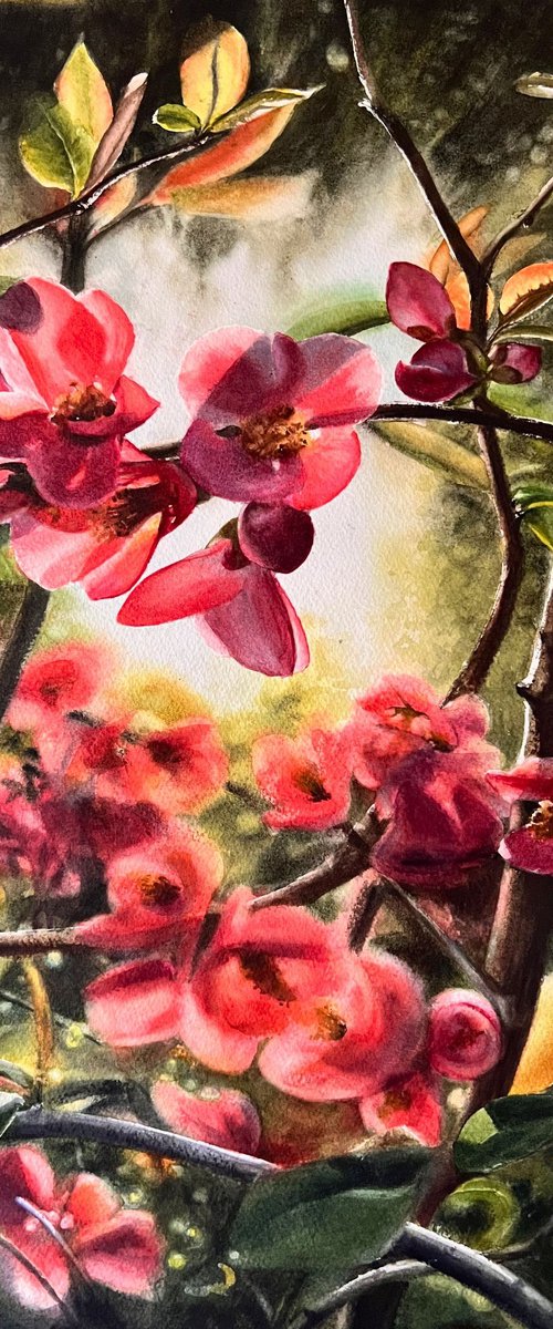 Flowering Quince by Annett Coumont