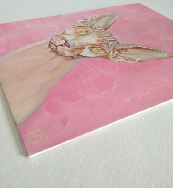Sphinx cat pink background