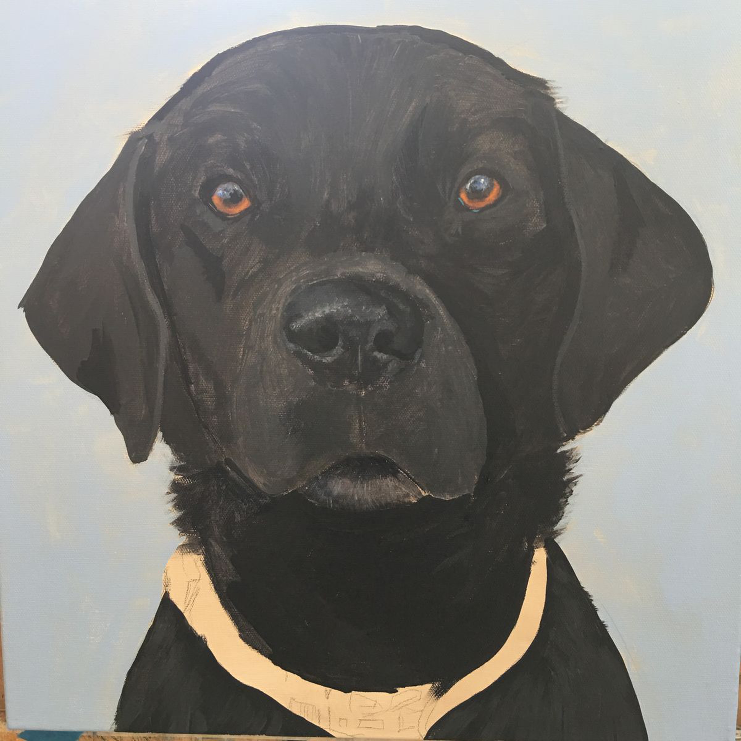 Alfie The Black Labrador By Elaine Askew Artfinder