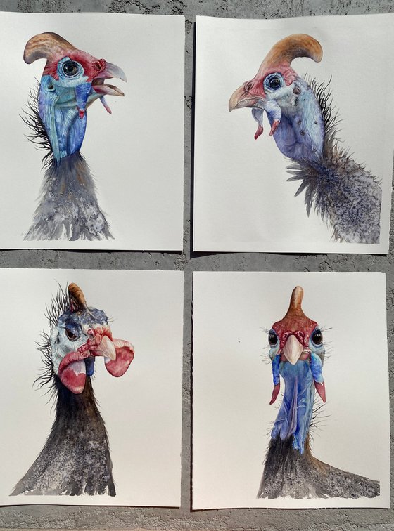 Portrait of Guinea fowl bird