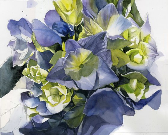 green and blue hydrangea