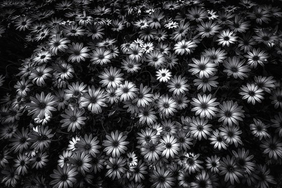 Osteospermum a cascade