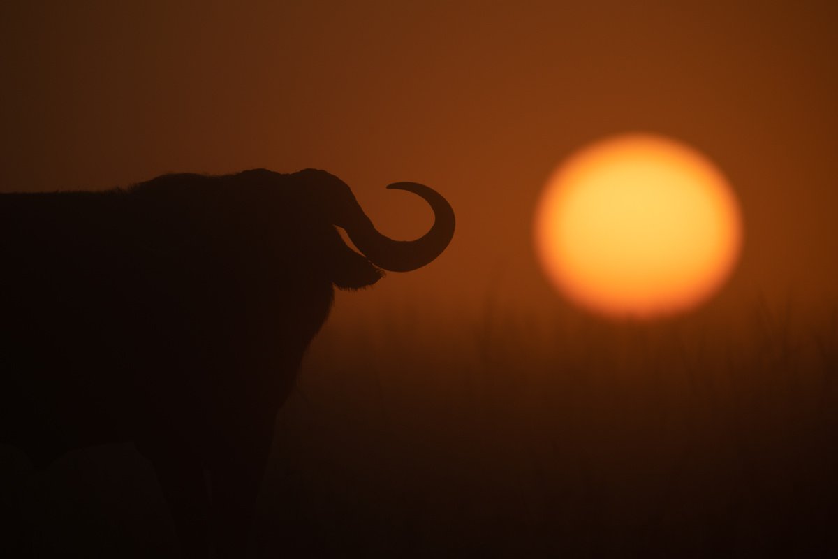 Horn of Africa by Nick Dale