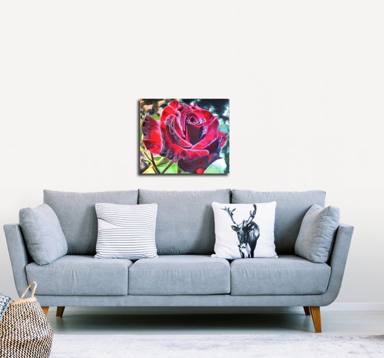 Burgundy Rose in Bloom