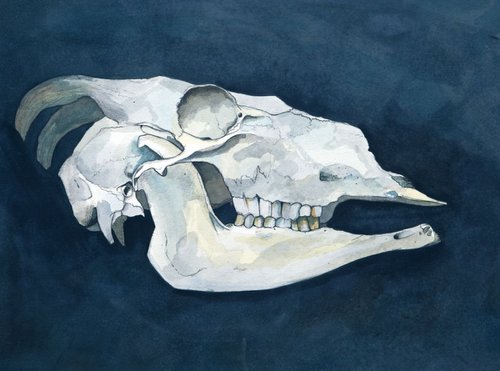 Sheep's Skull 2 by John Kerr