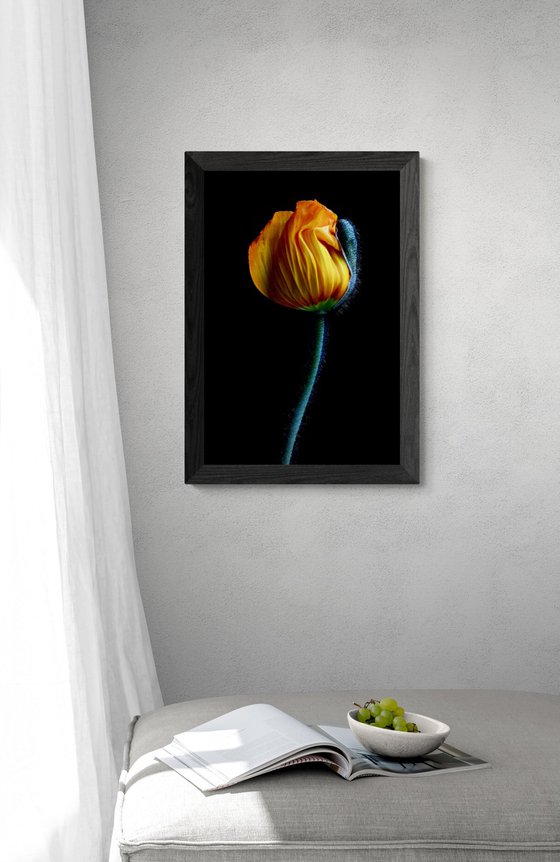 Yellow Poppy Bud