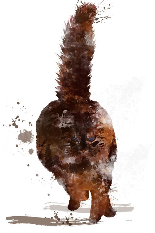 Maine Coon Cat 1 by Marlene Watson