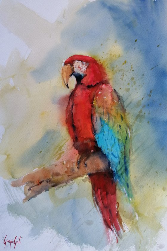 parrot 3