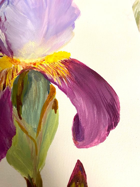 Iris flower