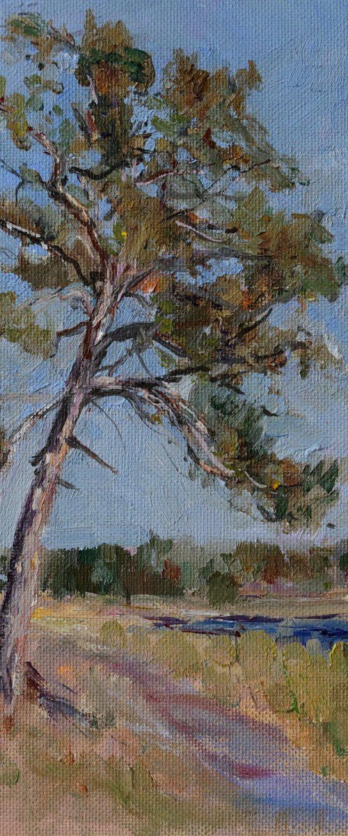 Pine Tree On A River Bank Study by OLEG KAMAEV