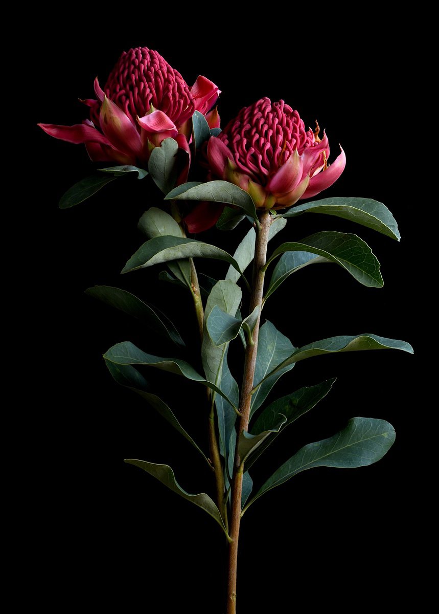 Botanical Photograph By Nadia Culph, 20 X 28", Waratah, Original Artwork