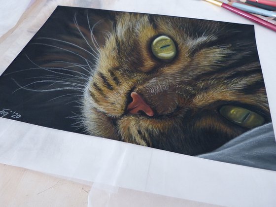 Glowing eyes - Maine Coon pastel painting