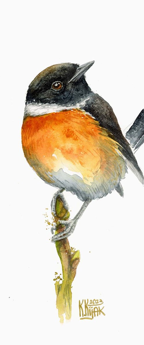 stonechat bird by Karolina Kijak