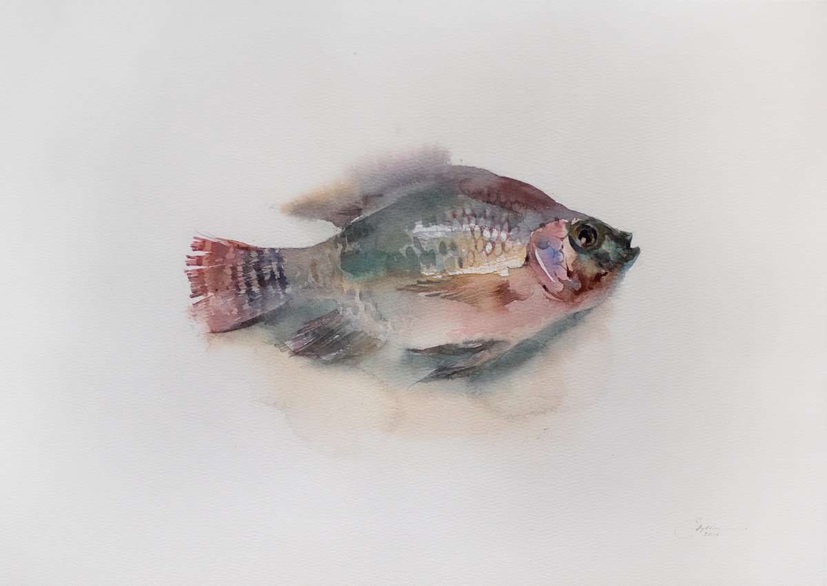 Tilapia fish by Ekaterina Pytina