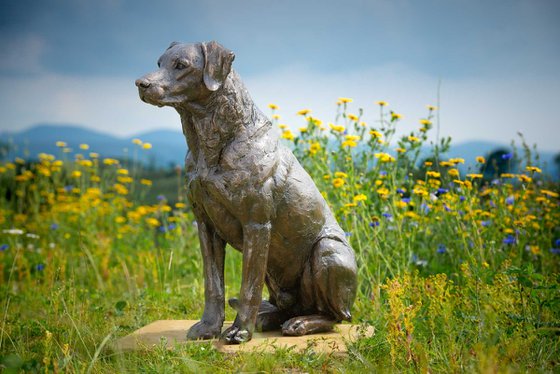 Sitting Sporting Labrador BR