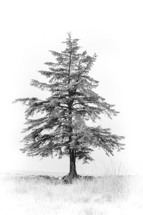 Lone Tree on Dartmoor by Paul Nash