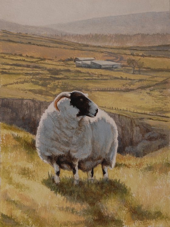Sheep at Murlough Bay